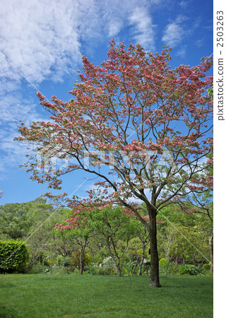 Flower tree in blue sky Flower tree in blue sky 2503263