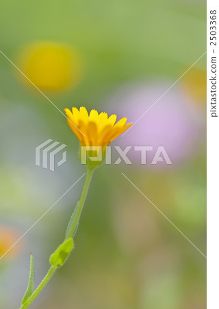 冬天引人注目的一個輪子 冬天引人注目的一個輪子 2503368