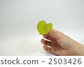 Suzhou leaves held in hand 2503426