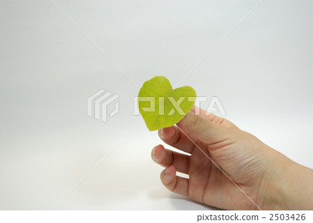蘇州葉掌握在手中 蘇州葉掌握在手中 2503426