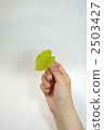 Suzhou leaves held in hand 2503427