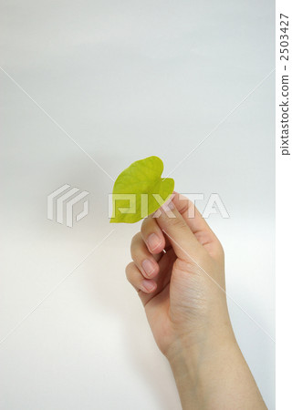 蘇州葉掌握在手中 2503427