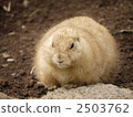 北美的草原土撥鼠 小動物 動物 2503762