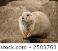 北美的草原土撥鼠 小動物 動物 2503763