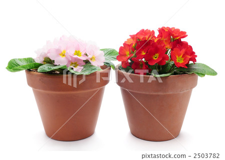 Flower pot colorful flowers 2503782