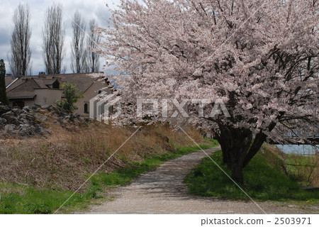 fujikawaguchiko machi, tree-lined road, outskirt 2503971