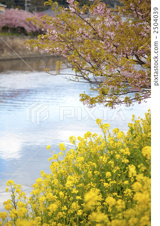 Kawazu櫻桃樹和強姦花開花的Kawazu河 Kawazu櫻桃樹和強姦花開花的Kawazu河 2504039