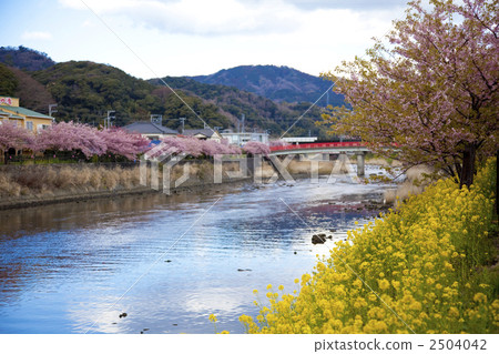 Kawazu cherry tree and rape flower blooming Kawazu river 2504042