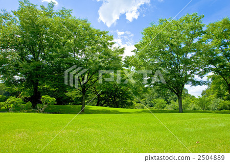 Grass and trees 2504889