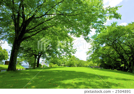 Grass and trees Grass and trees 2504891
