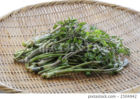 Field Seri Auction Japanese Parsley Stock Photo Field Seri Auction Japanese Parsley Stock Photo