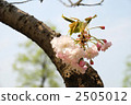 double-flowered cherry tree, bloom, blossom 2505012