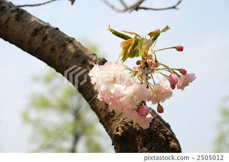 double-flowered cherry tree, bloom, blossom 2505012
