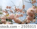 double-flowered cherry tree, bloom, blossom 2505015
