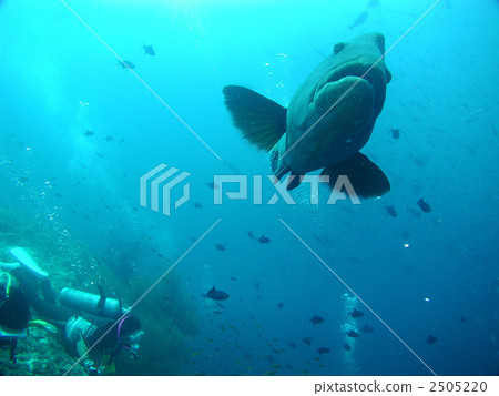 拿破崙魚拿破崙眼鏡 2505220