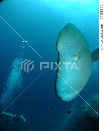 Napoleon eyeglasses mochino wood Maldives ari atoll dive 2505252