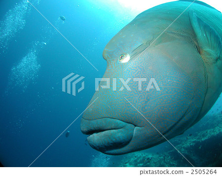 拿破崙魚潛水水下的玻璃mochino uo海洋 2505264