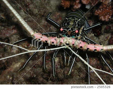 Shrimp of Shrimp Shrimp Shrimp of Shrimp Shrimp 2505326