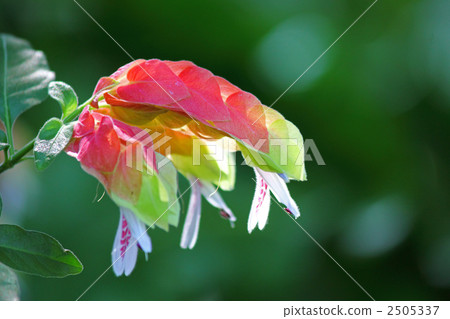 小蝦花 小蝦花 2505337