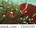 可愛的小丑anemonefish 2505345