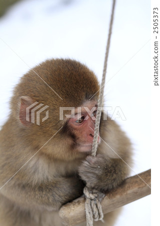 monkey 2505373