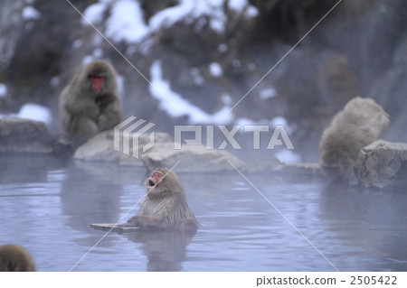 monkey 2505422