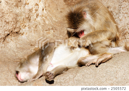 Japanese macaques Japanese macaques 2505572