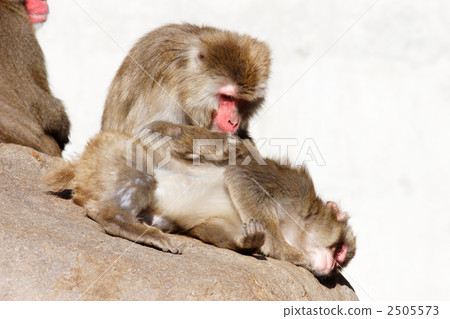 Japanese macaques Japanese macaques 2505573