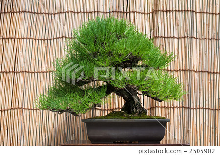 Bonsai pine 2505902