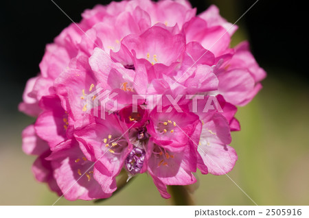 Sukapiosa Sukapiosa 2505916