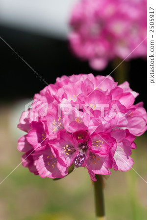Sukapiosa Sukapiosa 2505917