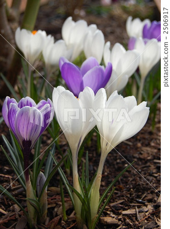 番紅花領域 2506917