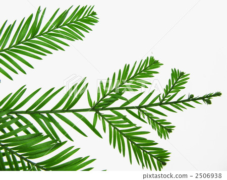 The tallest tree in the world 2506938