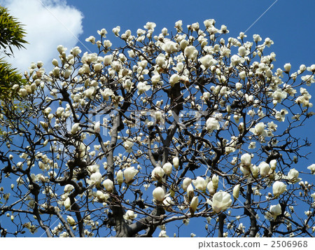 White magnolia flower and blue sky White magnolia flower and blue sky 2506968