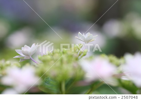 繡球花 蒼白 blossom開始綻放 2507048