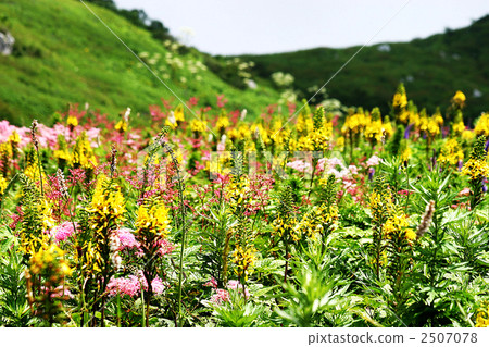 Alpine plant garden 2507078