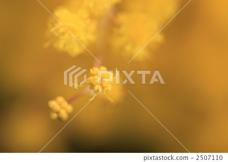 含羞草輕輕綻放 含羞草輕輕綻放 2507110