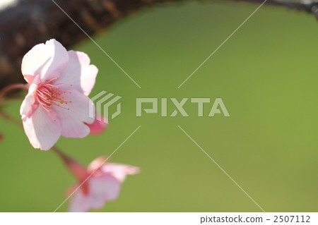 河津櫻花 河津櫻花 2507112