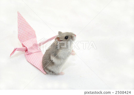 djungarian hamster, hamster, pray 2508424