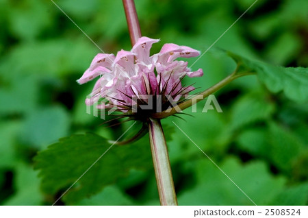 Odorikosou Odorikosou 2508524
