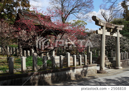 李子在神社 2508810