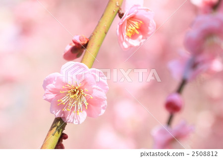 品牌梅花圖像 2508812