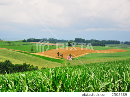 Pink roof house in the field <Burei town in Hokkaido> Pink roof house in the field <Burei town in Hokkaido> 2508889