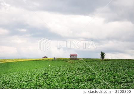 Field work (Biei-cho, Hokkaido) 2508890