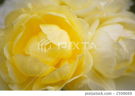 rose, roses, flower arrangement 2509089
