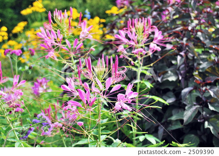 Flowers dancing in the wind 2509390