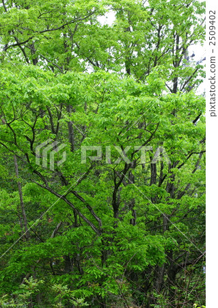 翠綠 鮮綠 植物 2509402