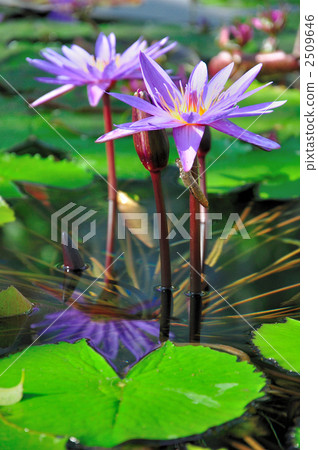 Water lily 2509646