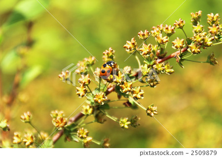 瓢蟲和Kodemari種子 2509879