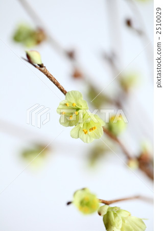 corylopsis pauciflora, buttercup witch hazel, buttercup winter hazel 2510029